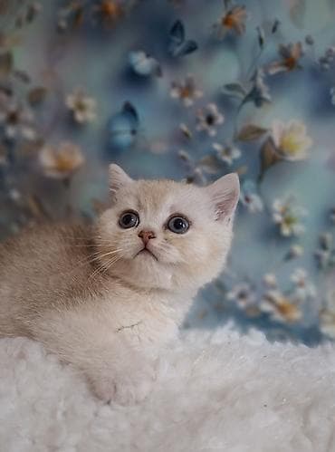 Продажа кошек: Скотиш Страйт (Шотландская прямоухая), 2 месяца, Девочка, Серебристая шиншилла, Приучена к лотку, Проглистована — 10