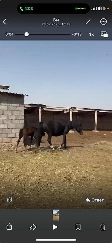 цена вислоухих котят: Продаю | Кобыла (самка), Жеребенок | Для разведения — 4