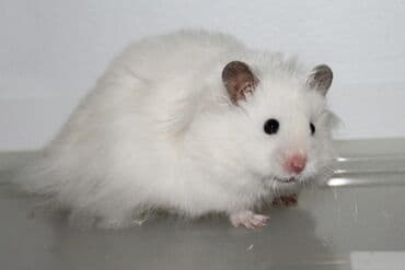 сирийские хомячки: Продаются хомячки джунгарские, сирийские, ангорские пушистые хомячки — 9