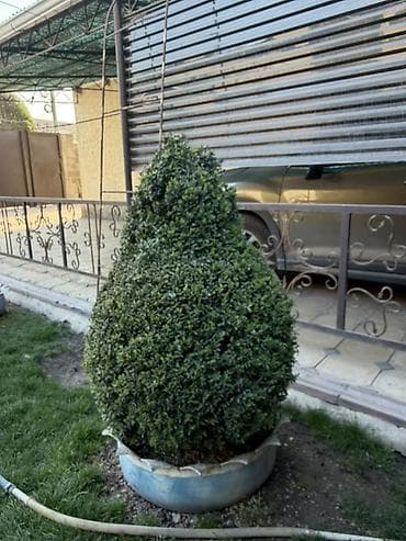 самшиты круглые: Самшит (Buxus) – декоративные кусты и сформированные топиарные формы — 1