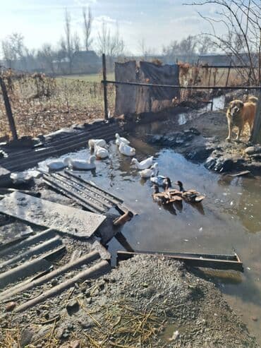 Утки домашние, белые и пестрые (взрослые особи). На фото — стадо на