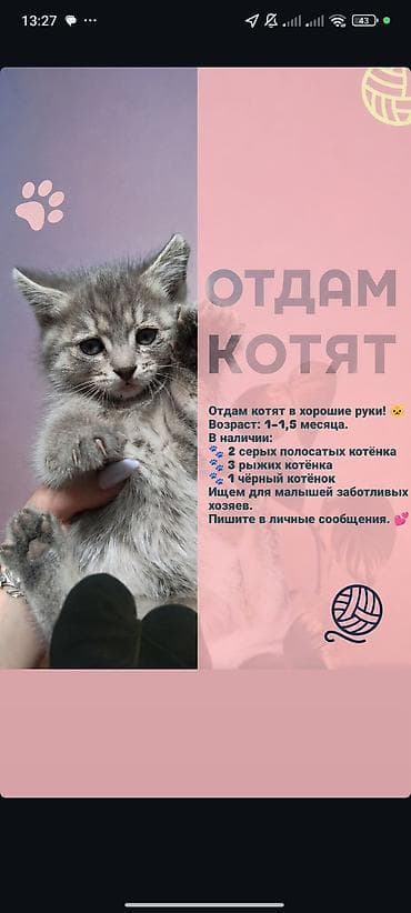 котята отдам в хорошие руки: Отдаём котят в добрые руки. Возраст: 1–1,5 месяца. В наличии: - 2 — 1