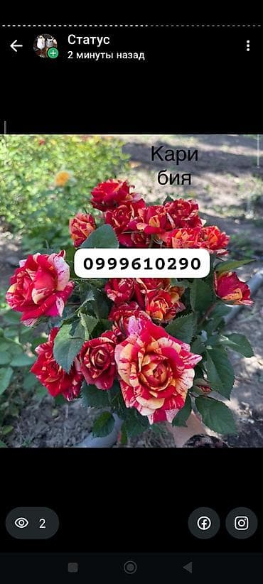 балдарга кийим: Көчөттөр гүлдүн: Розалар, Акылуу жеткирүү — 3