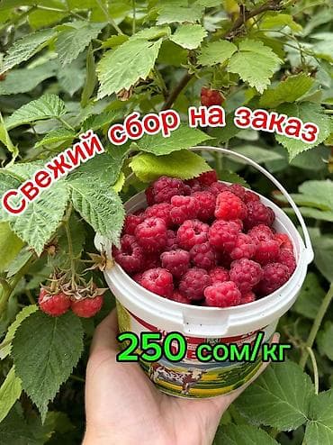 Малина В розницу, Самовывоз, Платная доставка