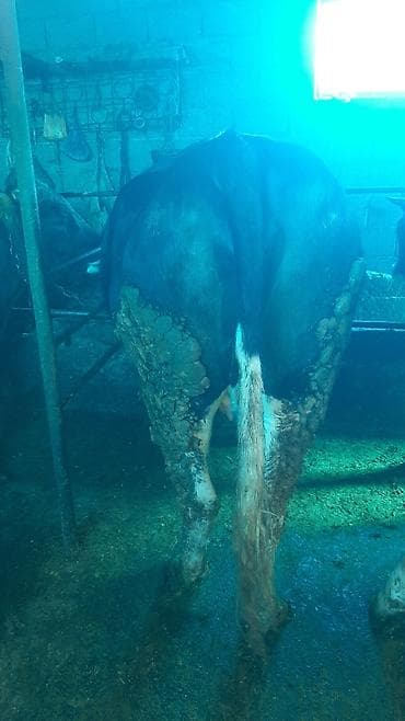 Зоотовары: Продаю | Корова (самка) | На откорм | Привязанные — 4