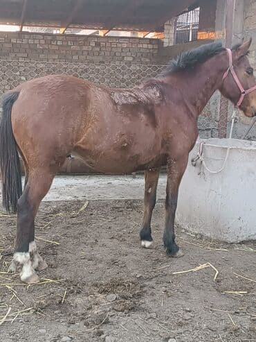 в добрые руки собаку: Продаю | Жеребец | Конный спорт | Племенные — 2