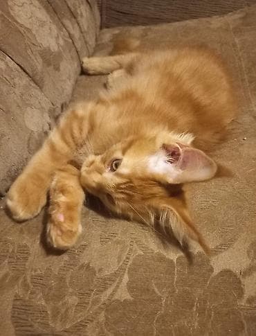 Животные: 🐾🐈 Котята мейн-кун, 2 шикарных котика готовы стать Вашими.❤️ Прививки — 5