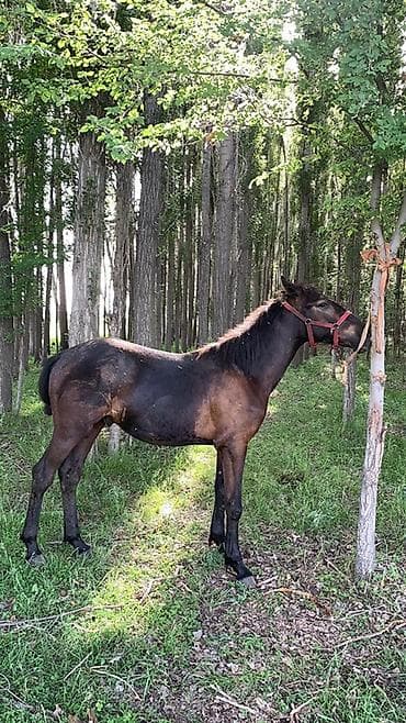 кормушки для животных: Продаю | Жеребенок | Конный спорт | Осеменитель — 2