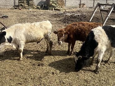 А\ч жаныбралары үчүн товарлар жана шаймандар: Сатам | Бука (эркек), Музоо | Бордоп семиртүү үчүн, Көбөйтүү үчүн — 2