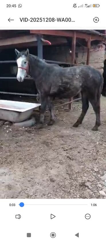 объявления о найденных животных: Продаю | Кобыла (самка) | Полукровка | Рабочий — 6