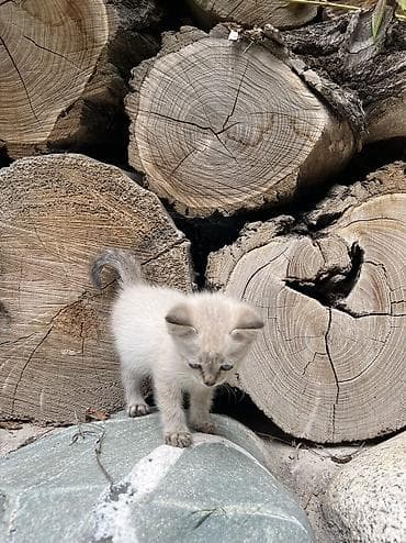 фенек цена: Котёнок, окрас-пойнт (светлая шерсть с более тёмными ушками и — 3