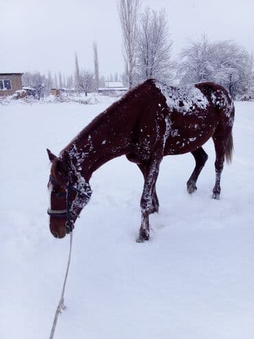 дог собака: Продаю | Конь (самец) | Конный спорт — 3