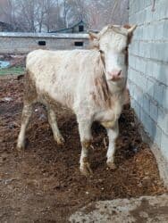 сколько длится беременность коровы: Продаю | Тёлка | Симментальская | Для разведения, Для молока | Племенные, Стельные, Искусственник — 3