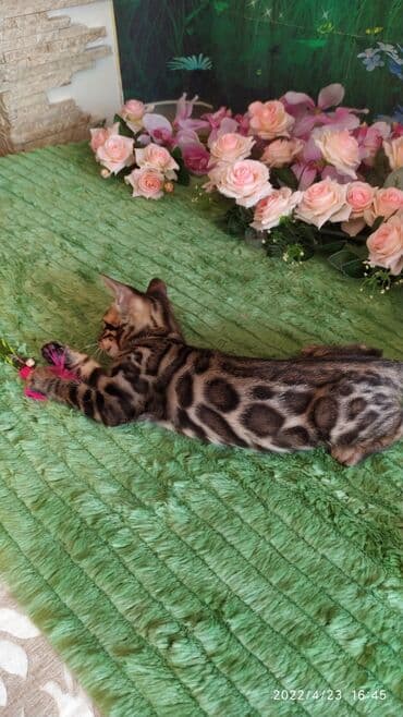купить породистых котят: Привет друзья. красивейший новый помет бенгальских котят. сейчас нам — 14
