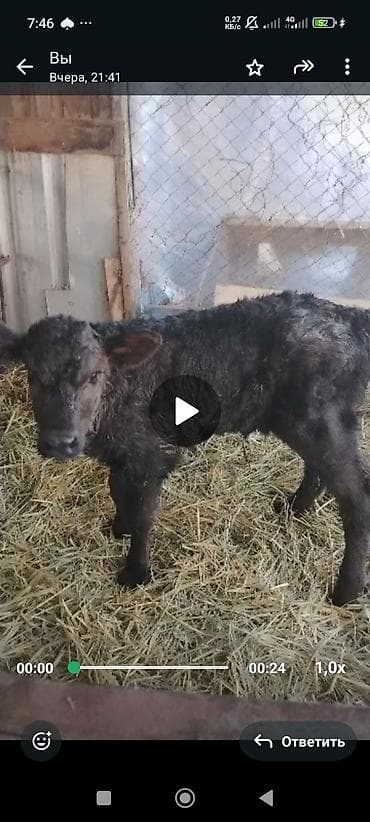 купить теленка бычка: Продаю | Музоо, торпок | Для разведения | Искусственник — 2