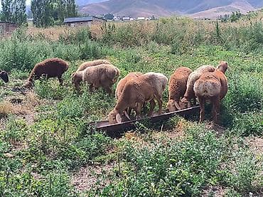 Продаю | Баран (самец) | Арашан at lalafo.kg Продаю | Баран (самец) | Арашан