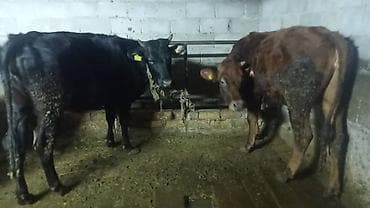 кунажын: Сатам | Уй (ургаачы), Бука (эркек), Кунаажын | Голштин, Алатоолук, Швиц | Союуга, Көбөйтүү үчүн, Бордоп семиртүү үчүн | Кысыр, Музоологондон кийин, Асыл тукумдуу — 6