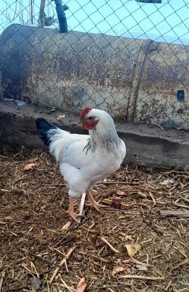с переездом: Продаю | Петух | Домашняя | Для разведения — 2