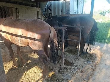 сельскохозяйственные животные продажа: Продаю | Жеребец | Рабочий — 1