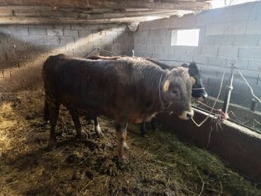 куплю домашнее животное: Продаю | Бык (самец) | На откорм | Привязанные — 2