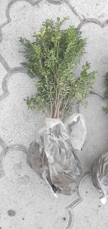 самшит декоративный кустарник: Рассада цветка: Самшиты — 2