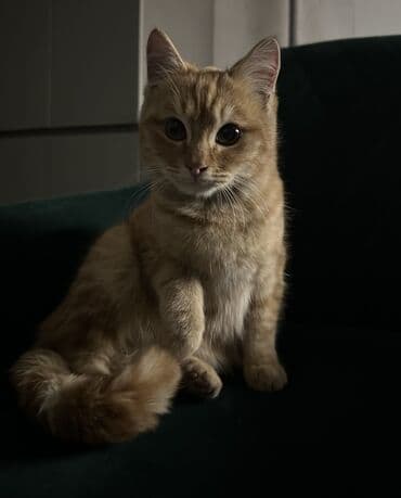 отдам даром котят бишкек: Кошка даром: Беспородная, 5 месяцев, Мальчик — 1