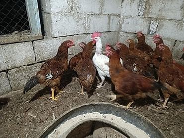 продаю птиц: Тоджон кучинский аралаш короздор 20 дай бар ( петушки кучинка с — 8
