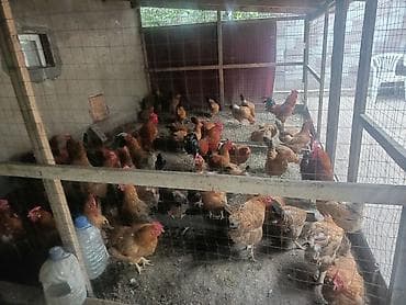 бойцовые куры: Продаю | Куры | Кучинская | Несушки — 1