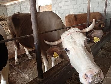 мастит: Продаю | Корова (самка) | Голштин | Для молока | Привязанные — 5