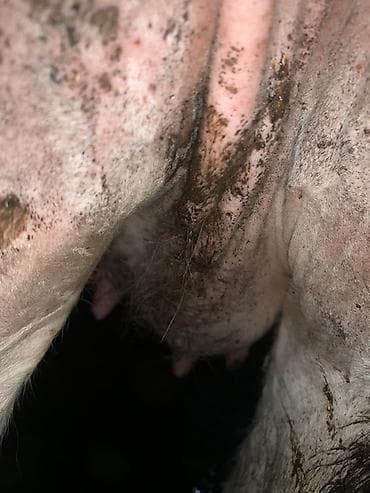 коровы дойные: Продаю | Корова (самка) | Для молока | Привязанные — 10