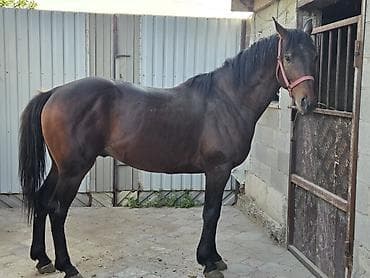 породистый конь: Продаю | Конь (самец) | Английская | Конный спорт | Племенные — 6