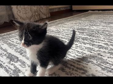bb kitty бишкек: Породасыз, 2 айлык, Ургаачы, Биколор — 4