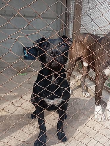 питбуль черный: Питбуль, 4 месяца, Самка, С родословной — 1