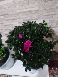 где можно купить подставку для цветов: В наличии цветочные подставки круг-2500 вертикальные-3000, Азалии — 27