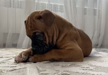 костюм для собаки: Боксёр, 2 месяца, Самка, С прививкой — 3