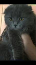 продажа вислоухих шотландских котят: ! КОТЯТА! В ПРОДАЖЕ ШОТЛАНДСКИЕ КОТЯТА, СКОТТИШ ФОЛД И СКОТТИШ — 5