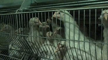 Продаю | Куры | Хай-Лайн Браун, Хай-Лайн Соня Грей | Для разведения, Несушки