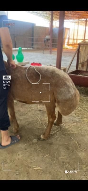 Услуги ветеринара: 🐄 VetProKg ✔️ Тажрыйбалуу адис ✔️ Чакыруу менен чыгуу ✔️ — 2