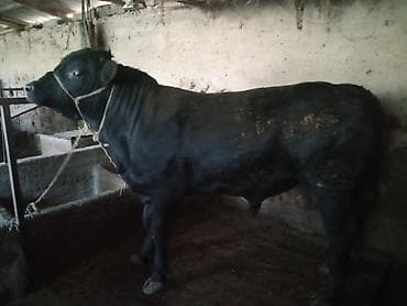 все о кошках британской породы: Продаю | Бык (самец) | Для разведения | Племенные — 1