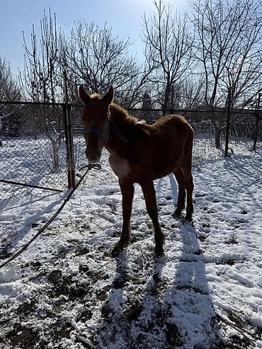 А/ч жаныбарларын сатам: Сатам | Тай | Ат спорту — 1