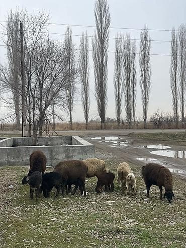 белая собака: Продаю | Овца (самка) | Для разведения | Матка — 2