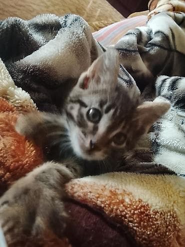 ласки: Котёнок тигрового окраса - Домашний короткошёрстный котёнок с — 1