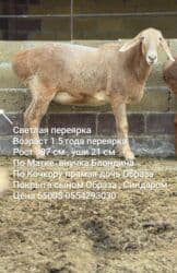 продажа козлов: Продаю | Овца (самка) | Арашан | Для разведения | Матка — 1