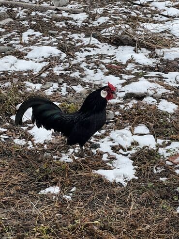 куплю курей: Продаю | Куры | Для разведения — 6