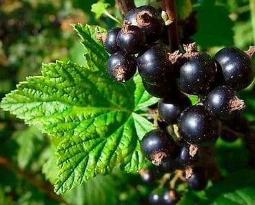 Смородина душистая - 200 кустик at lalafo.kg Смородина душистая - 200 кустик