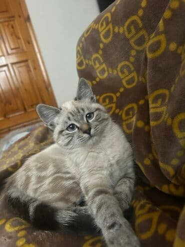 британская короткошерстная кошка купить: Котёнок с необычным окрасом пойнт (серо-бежевый с тёмными отметинами) — 5