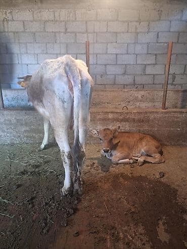 шивиц торпок: Продаю | Корова (самка) | Для разведения | После отела — 2