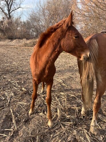 декоративные кролики: Сатам | Тай | Жумушка — 3
