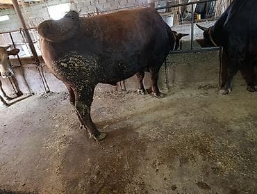 продам рыбу: Продаю | Бык (самец) | На откорм | Привязанные — 3