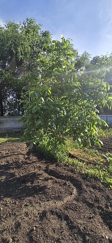 Орех (дерево, предположительно грецкий) — взрослое плодовое дерево для